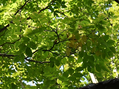 Makia amurska liść