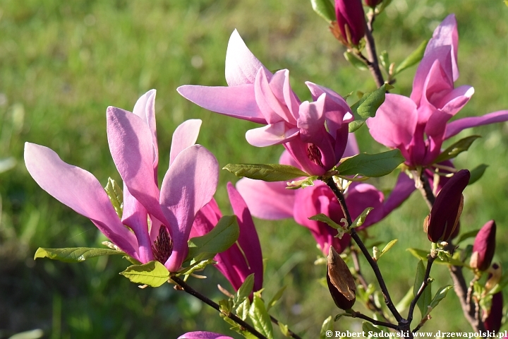 Magnolie Eight Little Girls