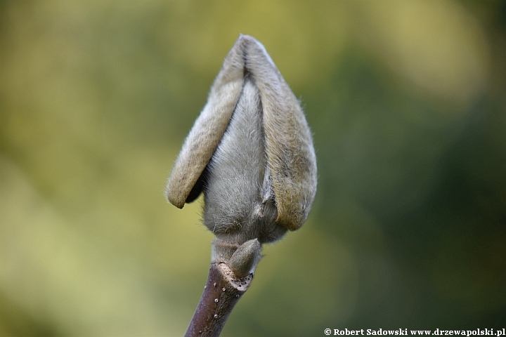 Osłonki pąków magnolii