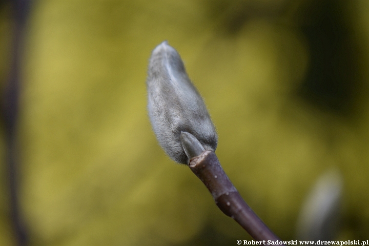 Osłonki pąków magnolii