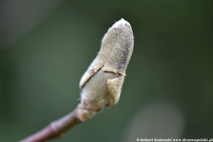 Osłonki pąków magnolii