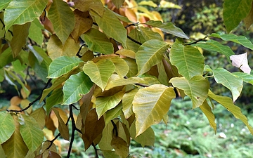 Magnolia drzewiasta gałązka jesienią