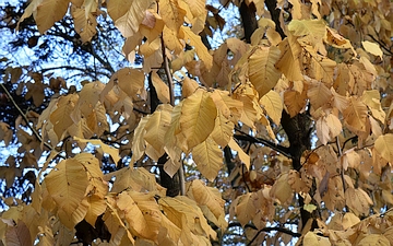 Magnolia drzewiasta gałązka jesienią