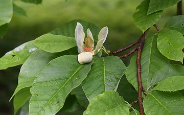 Magnolia drzewiasta kwiat