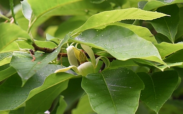 Magnolia drzewiasta kwiat