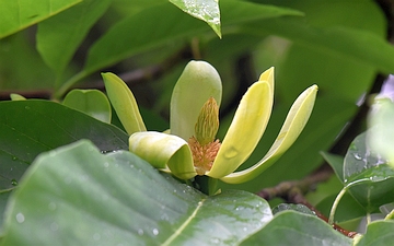 Magnolia drzewiasta kwiat