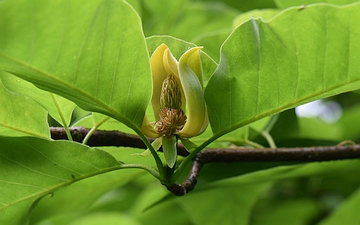 Magnolia drzewiasta kwiat w zbliżeniu