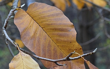 Magnolia drzewiasta jesieny liść