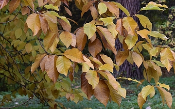 Magnolia drzewiasta liście jesienią