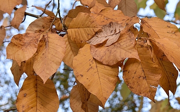 Magnolia drzewiasta liście jesienią