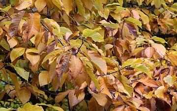 Magnolia drzewiasta liście jesienią