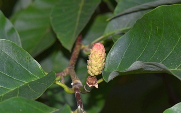 Magnolia drzewiasta owoc