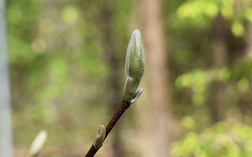 Magnolia drzewiasta pąk