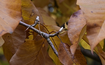 Magnolia drzewiasta pąki jesienią