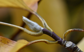 Magnolia drzewiasta pąki jesienią