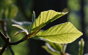 Magnolia drzewiasta pierwsze liście