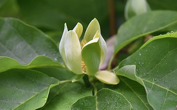 Magnolia drzewiasta tepale