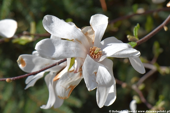 Magnolia gwiaździsta