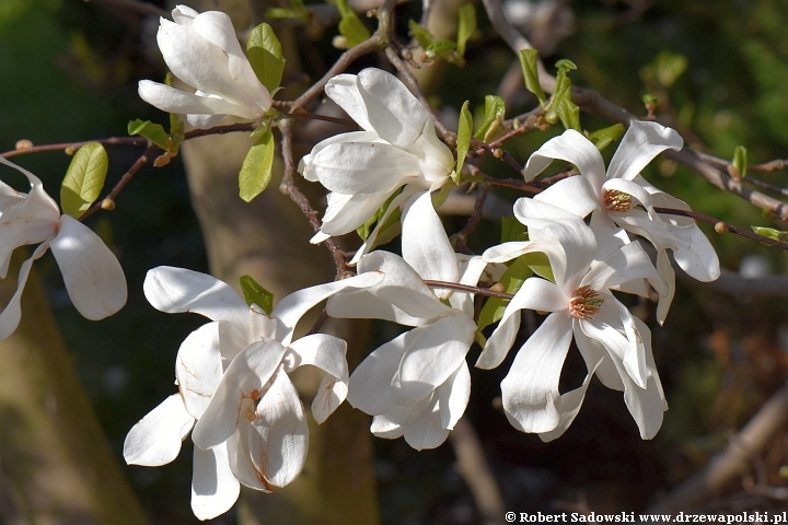 Magnolia gwiaździsta