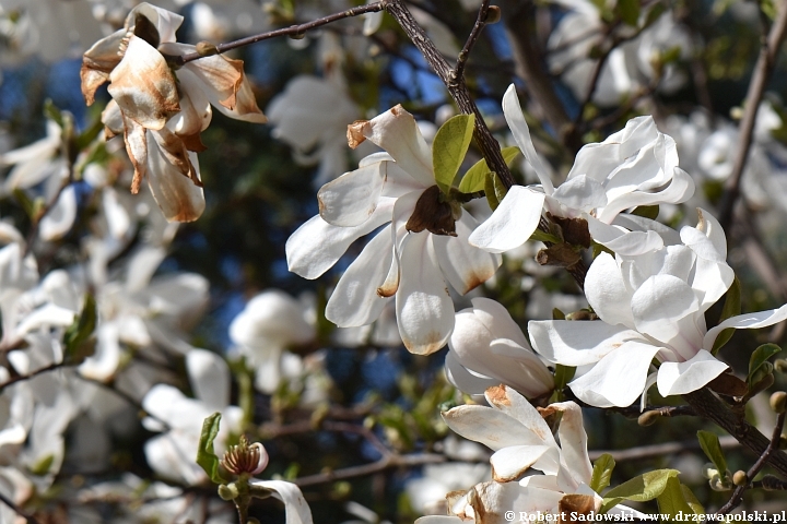 Magnolia gwiaździsta