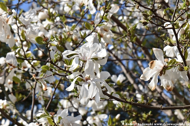 Magnolia gwiaździsta