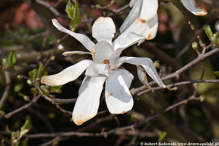 Magnolia gwiaździsta