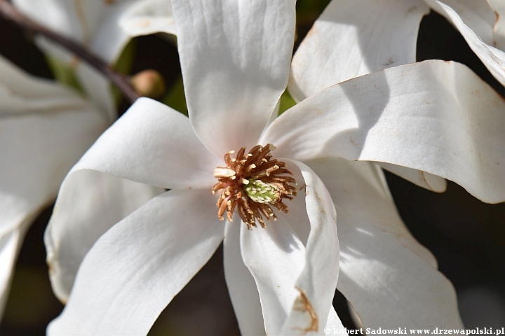 Magnolia gwiaździsta