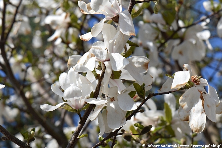 Magnolia gwiaździsta