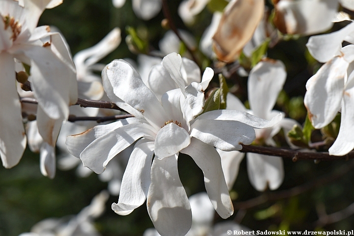 Magnolia gwiaździsta