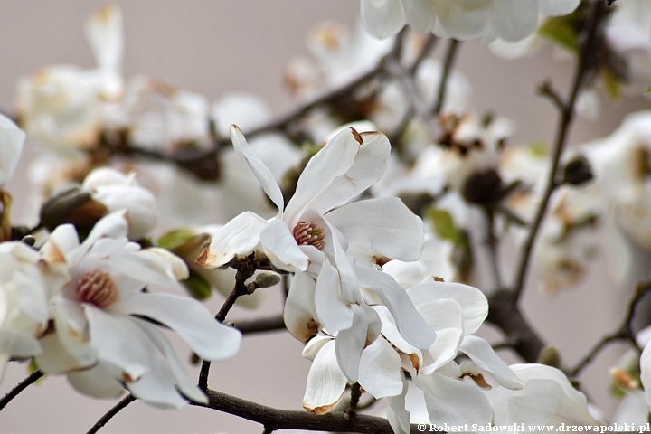 Magnolia gwiaździsta