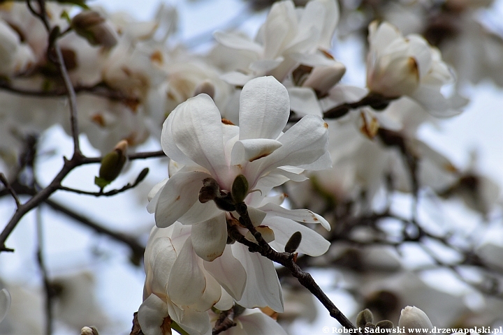 Magnolia gwiaździsta