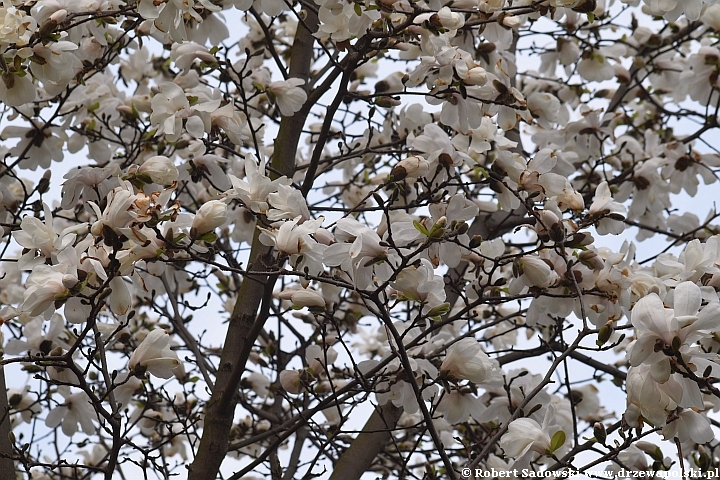 Magnolia gwiaździsta