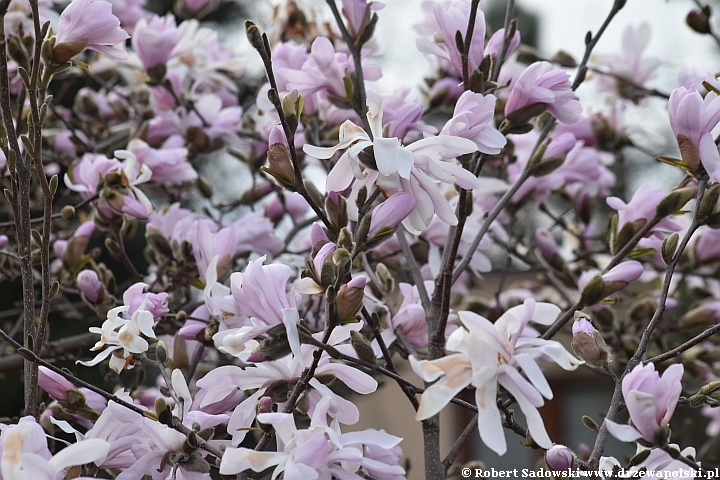 Magnolia gwiaździsta