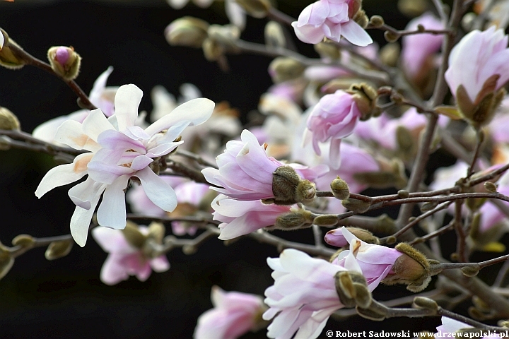 Magnolia gwiaździsta