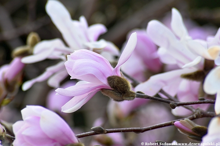 Magnolia gwiaździsta