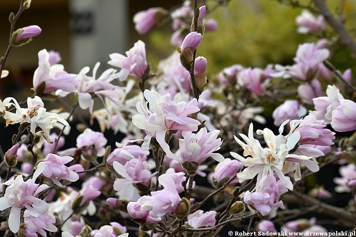 Magnolia gwiaździsta