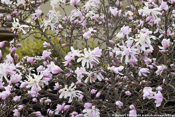 Magnolia gwiaździsta