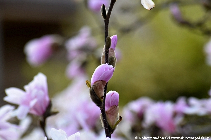 Magnolia gwiaździsta