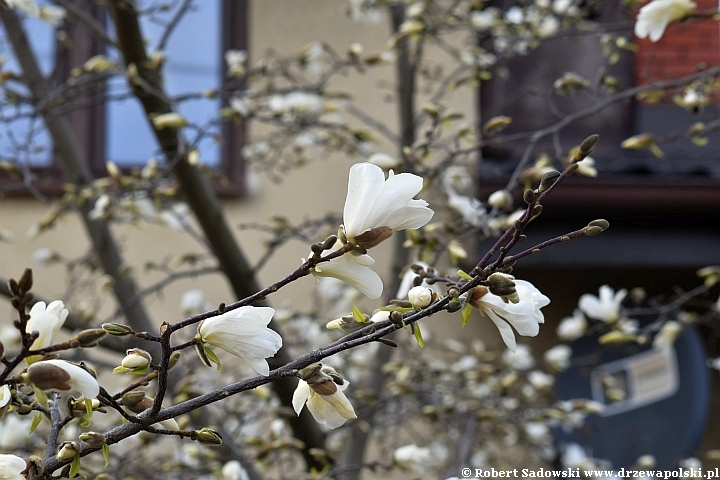 Magnolia gwiaździsta