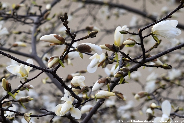 Magnolia gwiaździsta