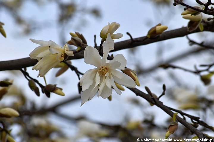 Magnolia gwiaździsta