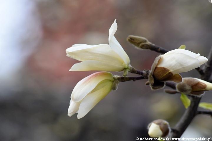 Magnolia gwiaździsta