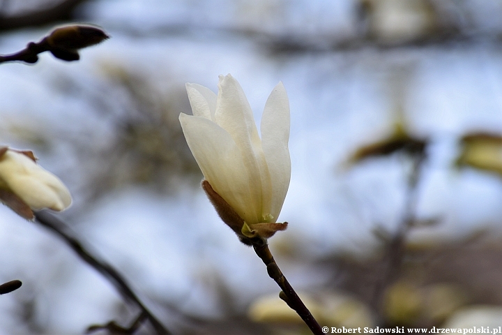 Magnolia gwiaździsta