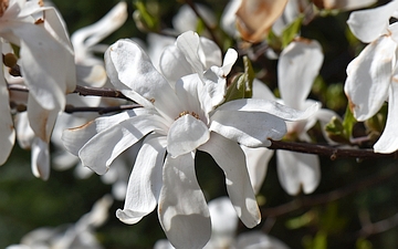Magnolia gwiaździsta kwiat