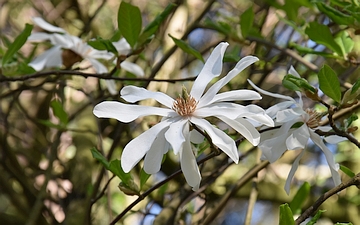 Magnolia gwiaździsta kwiat