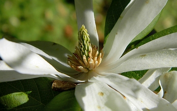 Magnolia gwiaździsta kwiat w zbliżeniu