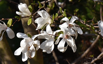 Magnolia gwiaździsta kwiaty