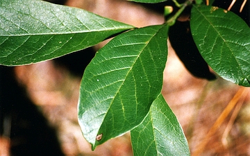 Magnolia gwiaździsta liście