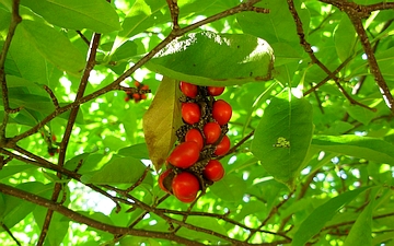 Magnolia gwiaździsta owoc i nasiona