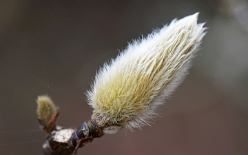 Magnolia gwiaździsta pąk zimą